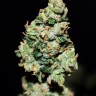 Семена каннабиса Auto Green Crack feminised Ganja Seeds
