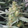 Качественные семена конопли Auto Green Crack feminised Ganja Seeds