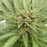 купить семена конопли почтой Auto Fat Banana feminised Ganja Seeds