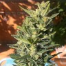 Семена каннабиса Auto Colorado Cookies feminised Ganja Seeds