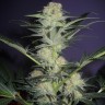 Семена конопли Auto Mamba Negra feminised Ganja Seeds