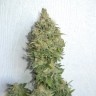 Семена марихуаны Auto Mamba Negra feminised Ganja Seeds