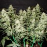 нужны семена конопли Auto Gorilla Glue CBD feminised Ganja Seeds