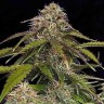 доставка семян конопли Auto Gorilla Glue CBD feminised Ganja Seeds