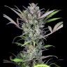 семена конопли польза Auto Gorilla Glue CBD feminised Ganja Seeds