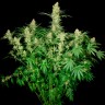 Фотопериодные сорта конопли Wappa feminised Ganja Seeds