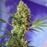 семена конопли можно Auto Hell's Angel OG feminised Ganja Seeds