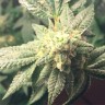 семена конопли из голландии Auto Hell's Angel OG feminised Ganja Seeds