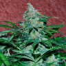 семена конопли сорта сатива Auto Amnesia feminised Ganja Live Seeds