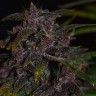 семена каннабиса в интернет магазине Auto Blackberry Kush feminised Ganja Live Seeds