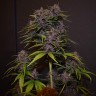 доставка семян конопли Auto Blackberry Kush feminised Ganja Live Seeds