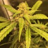 Семена марихуаны Auto Black Jack feminised GanjaLiveSeeds