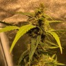 Семена каннабиса Auto Black Jack feminised GanjaLiveSeeds