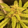Качественные семена конопли Auto Black Jack feminised GanjaLiveSeeds