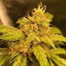 Купить семена недорого Auto Black Jack feminised GanjaLiveSeeds