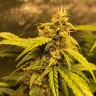 Медицинские сорта конопли Auto Black Jack feminised GanjaLiveSeeds