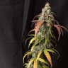 Семена конопли Auto Black Jack feminised GanjaLiveSeeds