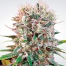 Семена марихуаны Wappa feminised GanjaLiveSeeds
