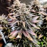 купить семена конопли в москве Auto Mimosa feminised Ganja Seeds