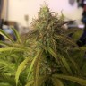 семена конопли аутдор Auto Amnesia Haze feminised Ganja Live Seeds