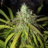 где заказать семена конопли Auto Amnesia Haze feminised Ganja Live Seeds