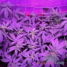 семена конопли автоцвет Auto Lowryder 2 feminised Master Seeds