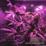 семена конопли интернет магазин Auto Lowryder 2 feminised Master Seeds