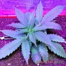 автоцветущие семена конопли Auto Lowryder 2 feminised Master Seeds