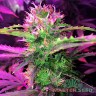 семена конопли f1 в оригинальной упаковке Auto Lowryder 2 feminised Master Seeds