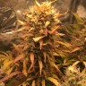автоцветущие семена конопли Auto Brooklyn Sunrise feminised Ganja Live Seeds