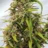 Качественные семена конопли Auto Lowryder feminised GanjaLiveSeeds