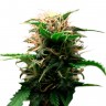 Семена конопли Auto Lowryder feminised GanjaLiveSeeds