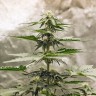 Семена марихуаны Auto Lowryder feminised GanjaLiveSeeds