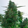 Семена конопли Auto Gagarin 2 feminised GanjaLiveSeeds
