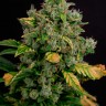 Недорогие семена конопли Auto Gagarin 2 feminised GanjaLiveSeeds