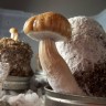 заказать оттиск псилоцибиновых грибов Cambodian