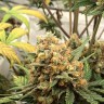 семена конопли скороспелый купить Auto Big Bud feminised Ganja Live Seeds