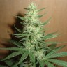 семена конопли гидропоники Auto Big Bud feminised Ganja Live Seeds