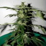 Качественные семена Auto Critical feminised GanjaLiveSeeds