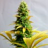 Качественные семена недорого Auto Critical feminised GanjaLiveSeeds