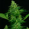 Заказать онлайн Auto Critical feminised GanjaLiveSeeds
