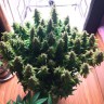 Семена каннабиса Auto Glueberry O.G. feminised Ganja Seeds