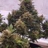 семена конопли аутдор Auto Big Devil feminised GanjaLiveSeeds