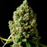 качественные семена конопли Auto Critical Kush feminised