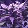 Сорта конопли для новичков Auto AK 49 feminised GanjaLiveSeeds
