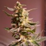 Недорогие семена конопли Auto AK 49 feminised GanjaLiveSeeds