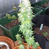 Семена конопли недорого Auto AK 49 feminised GanjaLiveSeeds