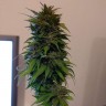 Семена марихуаны Auto AK 49 feminised GanjaLiveSeeds