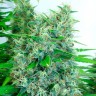 Купить семена Auto Kali Mist feminised Ganja Seeds