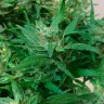Автоцвет Auto Kali Mist feminised Ganja Seeds